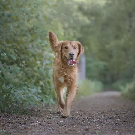 Wreecher Idyll 25 Kinderfreundliches Bis 4 Personen Hunde Erlaubt * 푸트버스